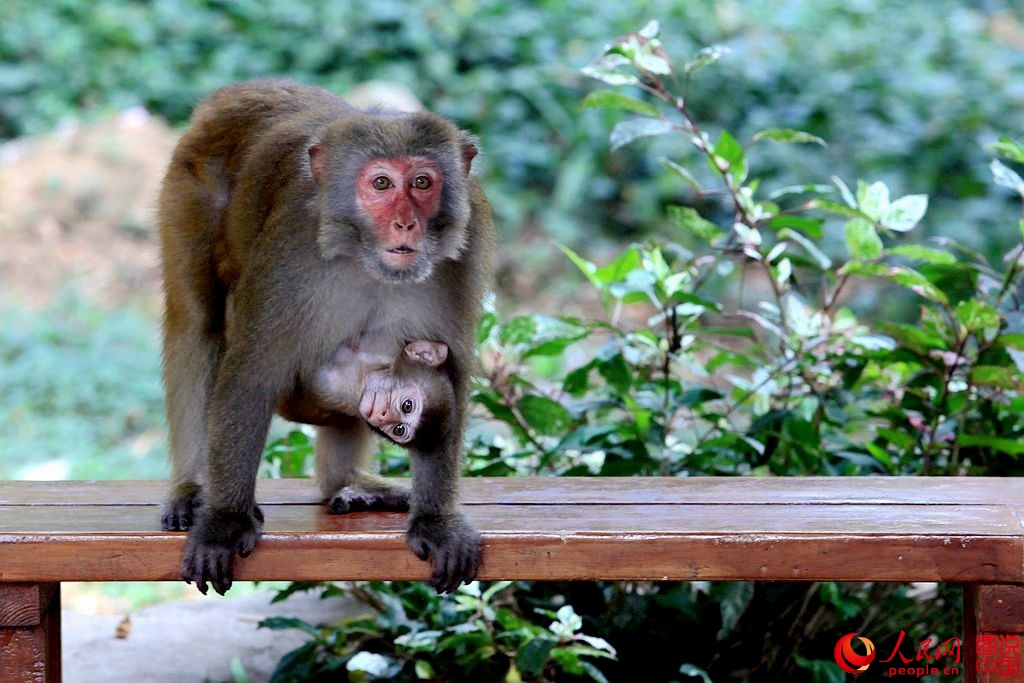 Getting close to Nanwan Monkey Island in S. China