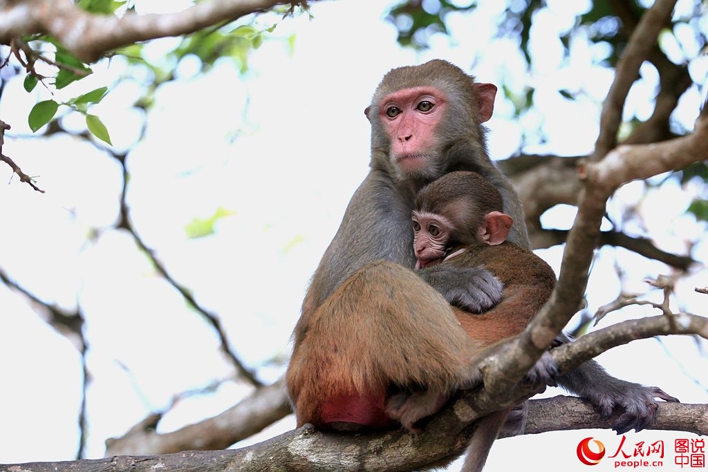 Getting close to Nanwan Monkey Island in S. China