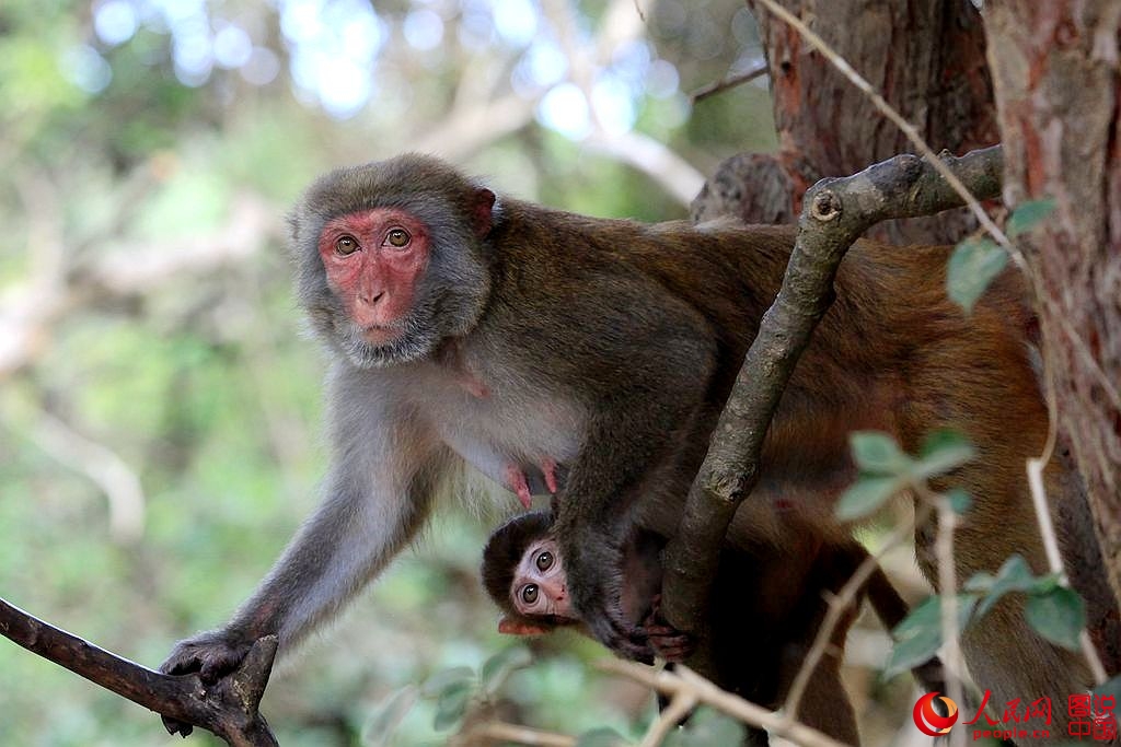 Getting close to Nanwan Monkey Island in S. China