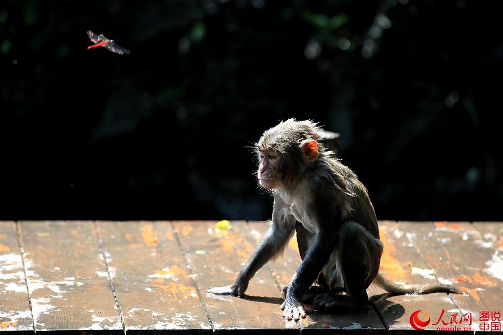 Getting close to Nanwan Monkey Island in S. China