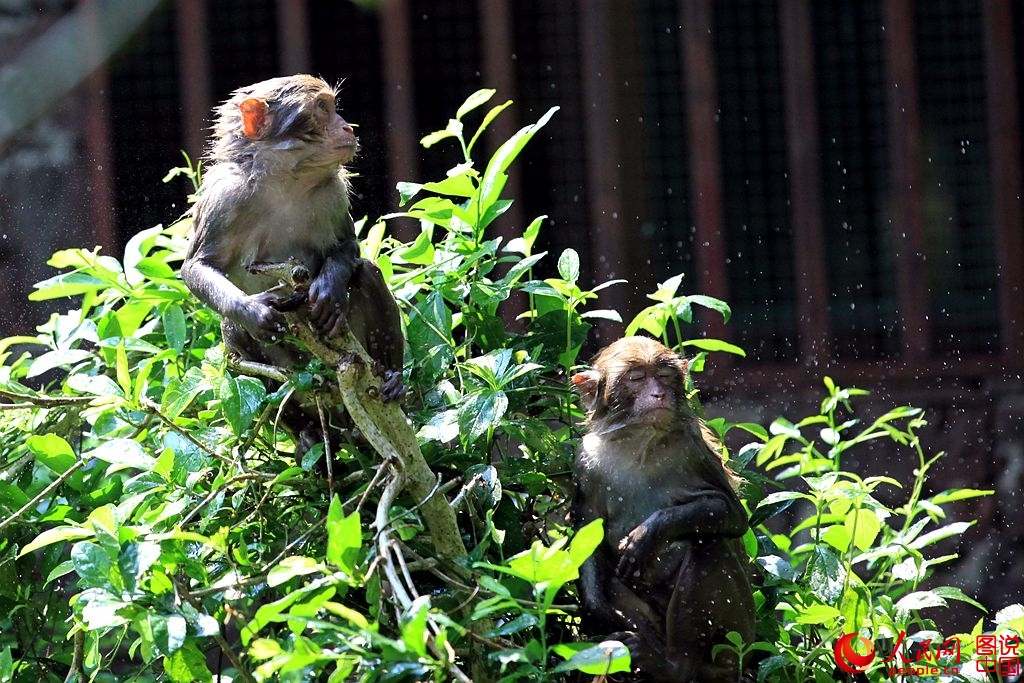 Getting close to Nanwan Monkey Island in S. China