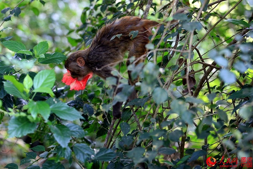 Getting close to Nanwan Monkey Island in S. China