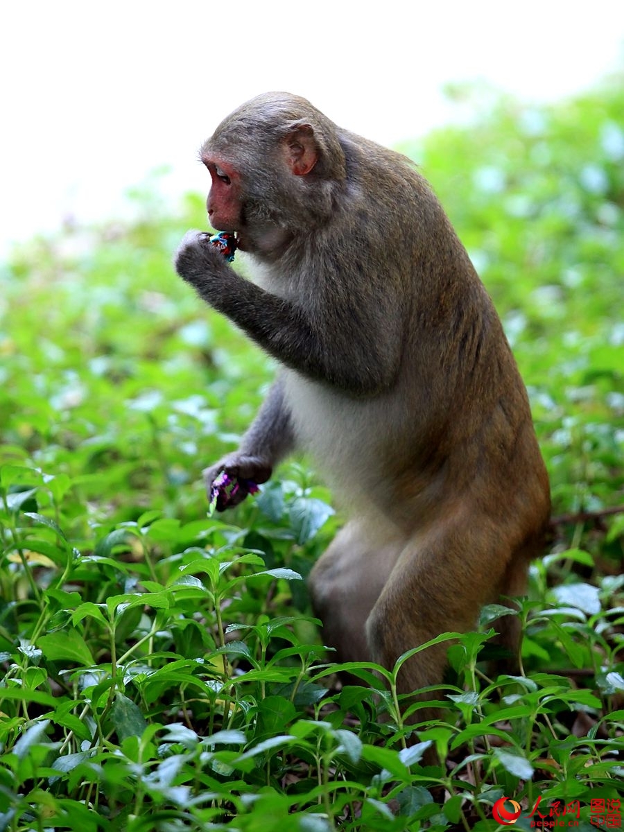 Getting close to Nanwan Monkey Island in S. China