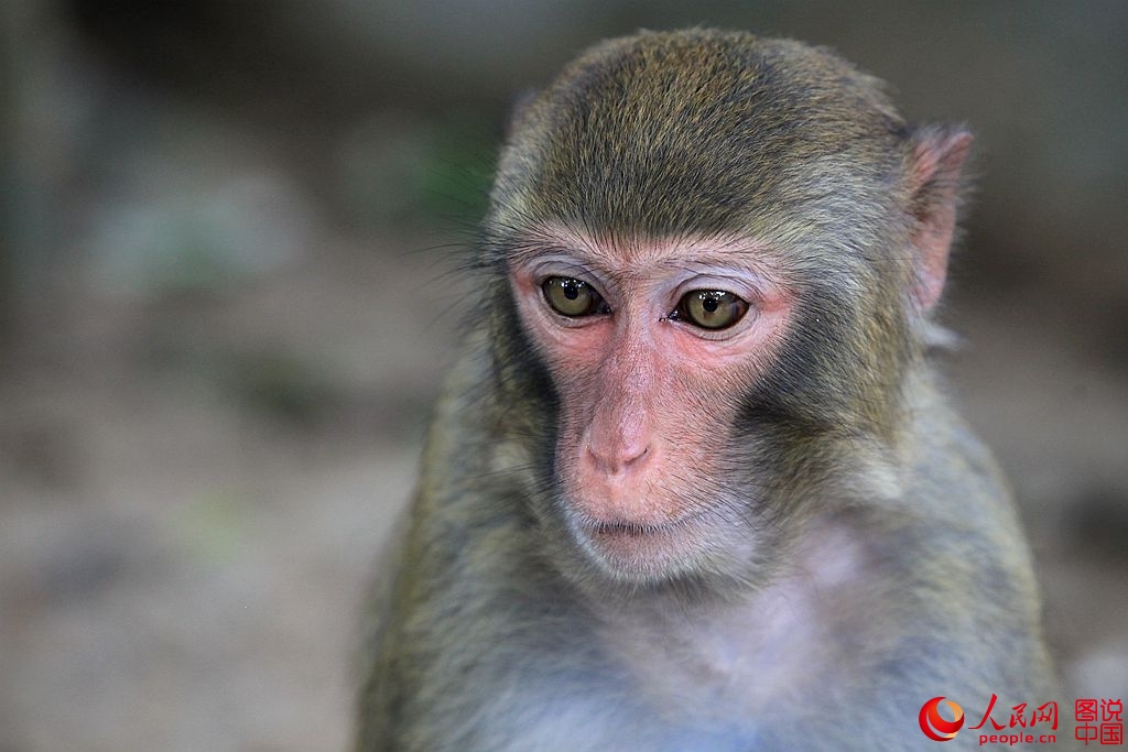 Getting close to Nanwan Monkey Island in S. China