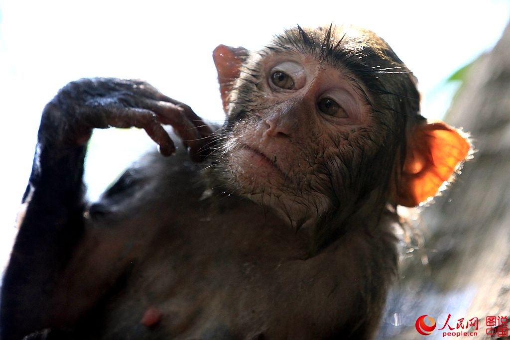 Getting close to Nanwan Monkey Island in S. China