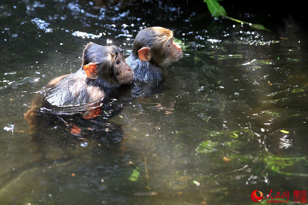 Getting close to Nanwan Monkey Island in S. China