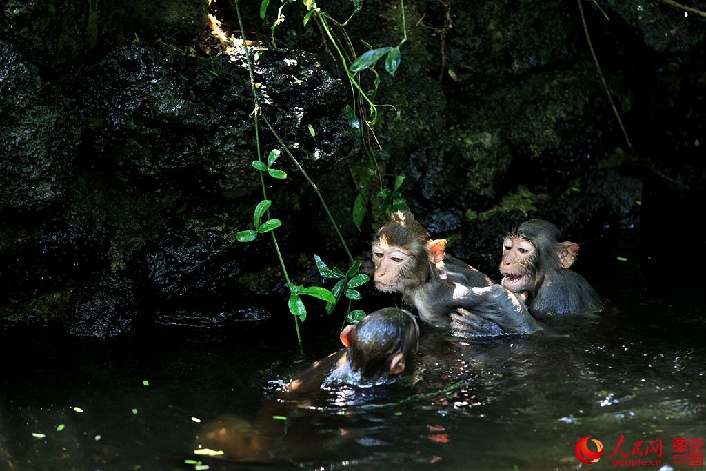 Getting close to Nanwan Monkey Island in S. China