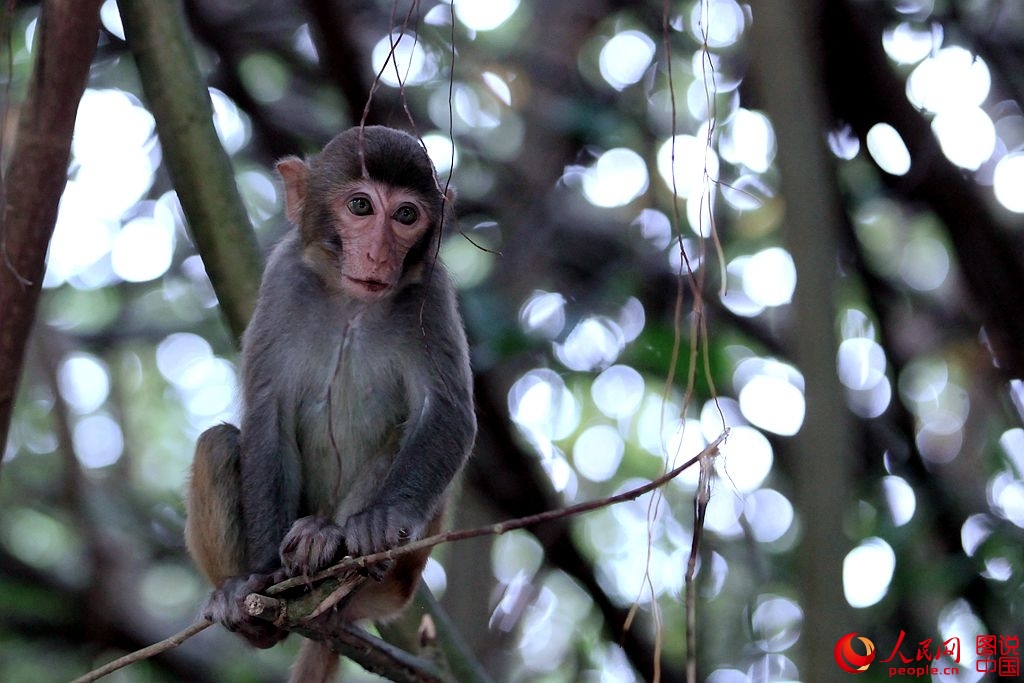 Getting close to Nanwan Monkey Island in S. China