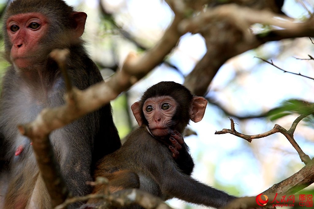 Getting close to Nanwan Monkey Island in S. China