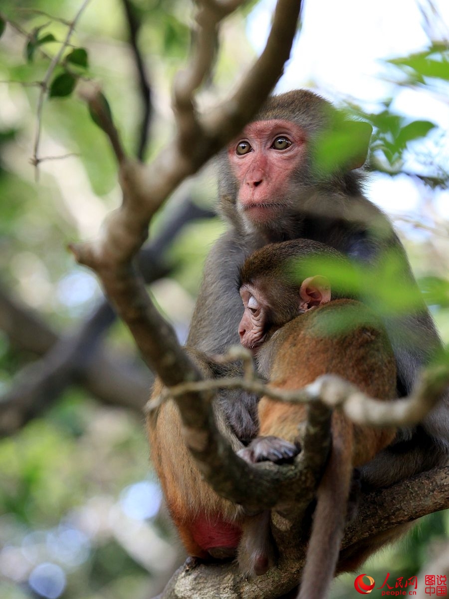 Getting close to Nanwan Monkey Island in S. China