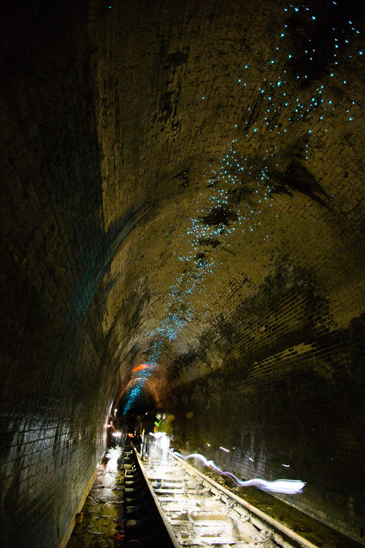 130-year-old tunnels in Australia being lightened by Glow Worms