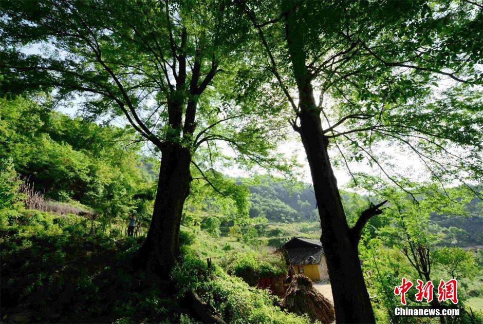 1,300-year-old tree found in C. China