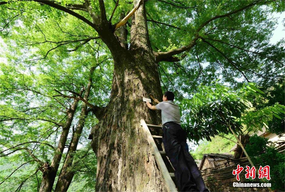 1,300-year-old tree found in C. China