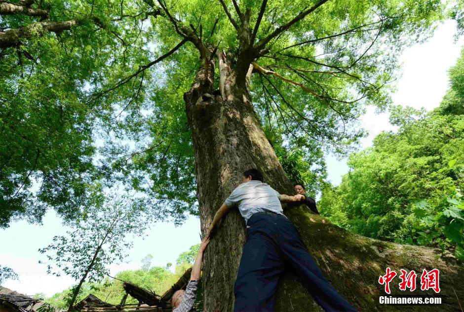 1,300-year-old tree found in C. China