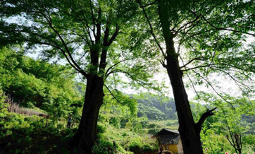 1,300-year-old tree found in C. China
