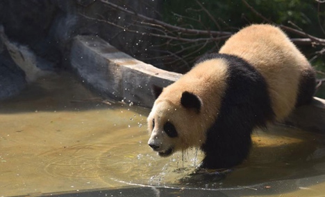 Giant Panda Plays in Water to Celebrate Summertime