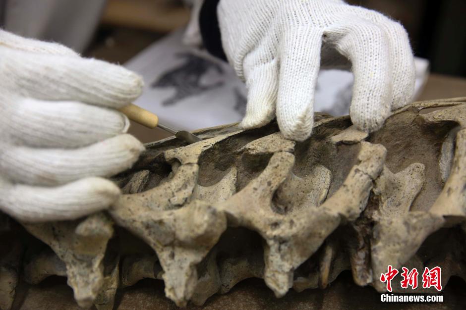 'Beauticians'of dinosaur fossils