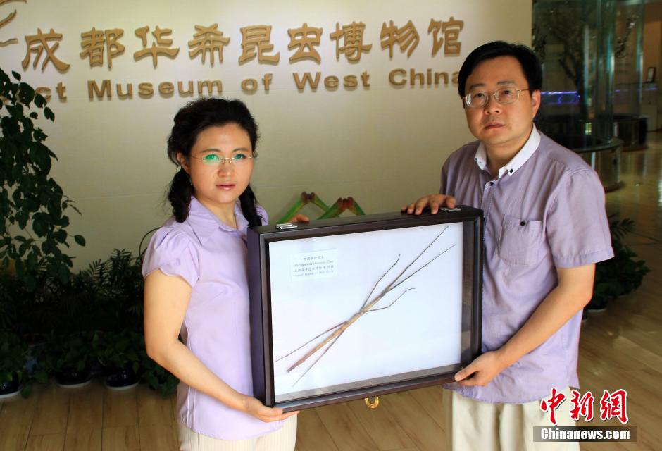 World's longest insect found in China