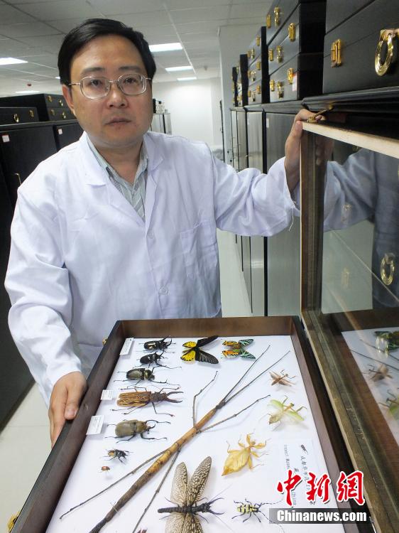 World's longest insect found in China
