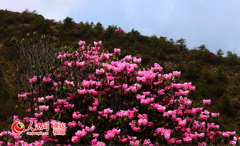 Sea of azalea flowers in Chongqing