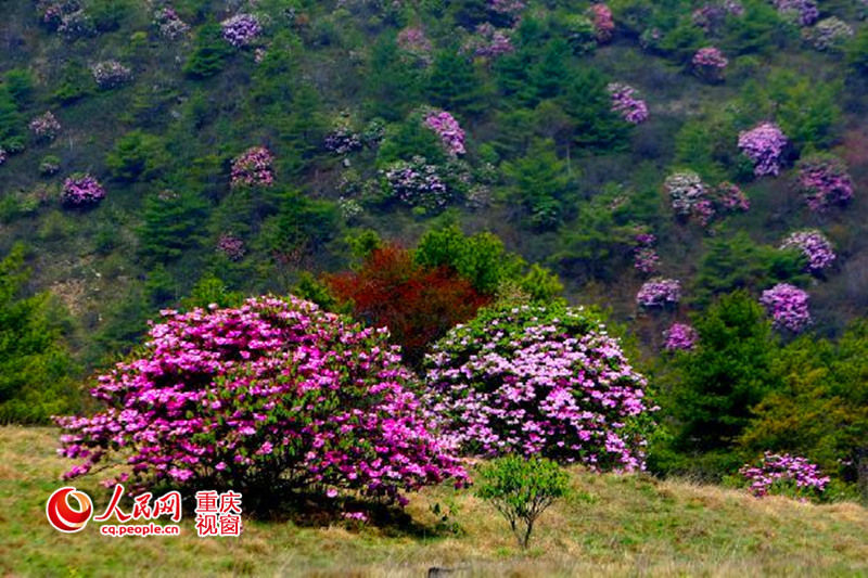 Sea of azalea flowers in Chongqing