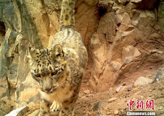 Snow leopards captured by cameras in NW. China