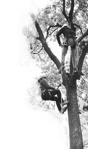 Schools in East China to offer tree-climbing curriculum