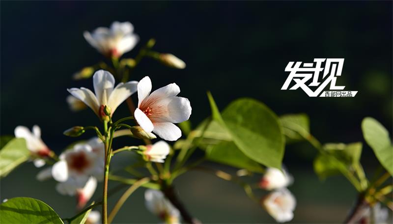 Flowers of Tung oil trees bloom in Shaanxi province