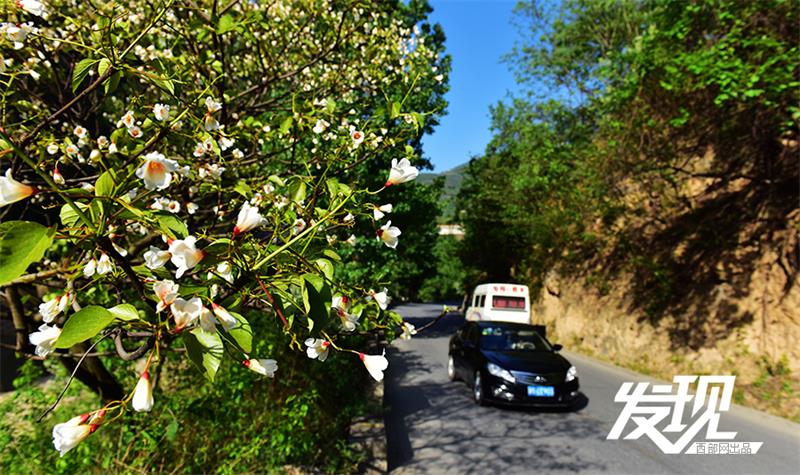 Flowers of Tung oil trees bloom in Shaanxi province