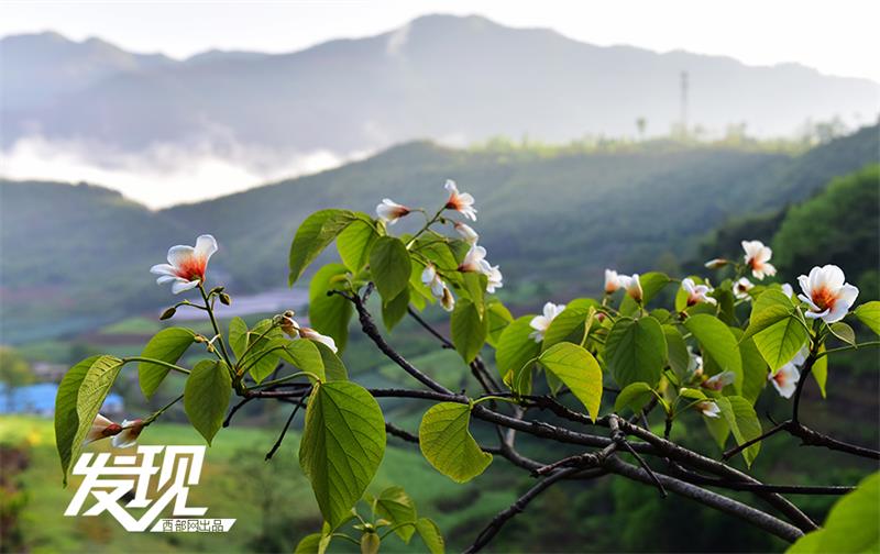 Flowers of Tung oil trees bloom in Shaanxi province