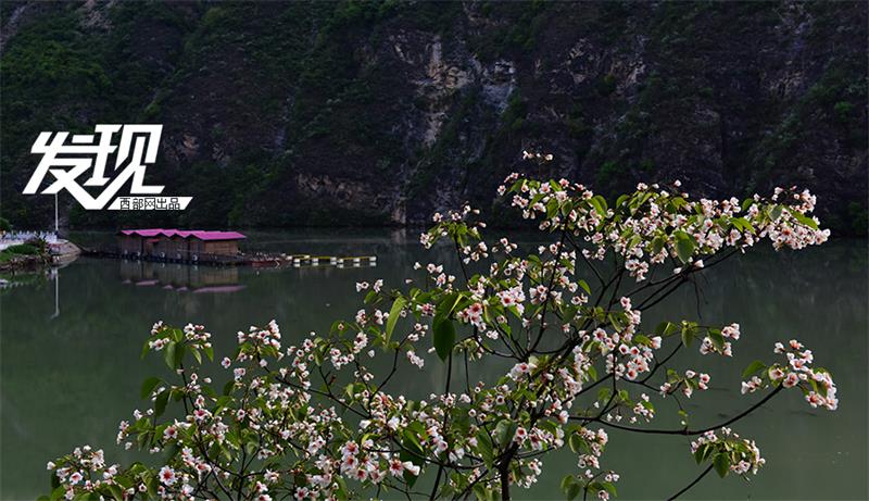 Flowers of Tung oil trees bloom in Shaanxi province