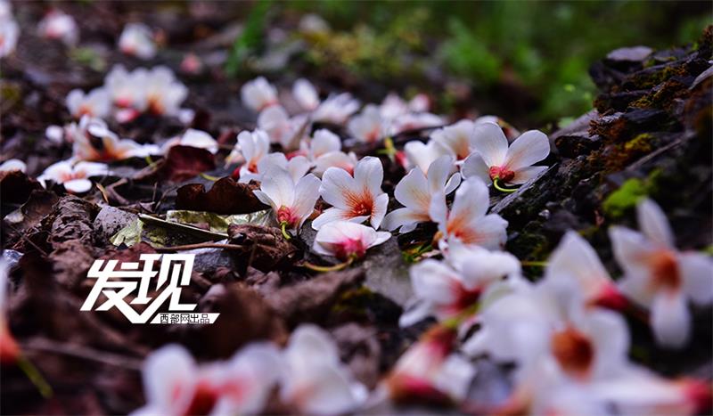 Flowers of Tung oil trees bloom in Shaanxi province