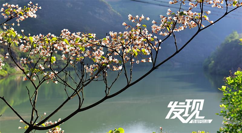 Flowers of Tung oil trees bloom in Shaanxi province