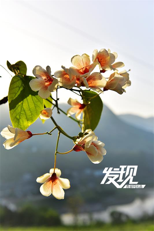 Flowers of Tung oil trees bloom in Shaanxi province