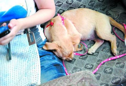 Lovers buy bus ticket for pet dog