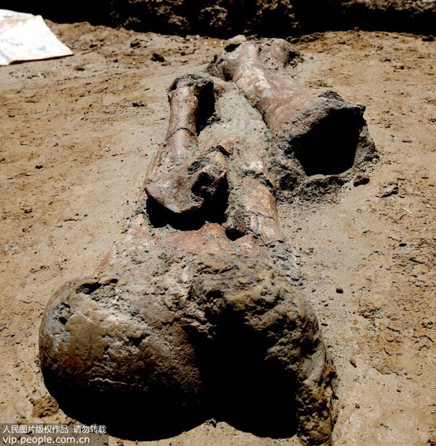 Fossils of ancient elephant discovered in eastern China