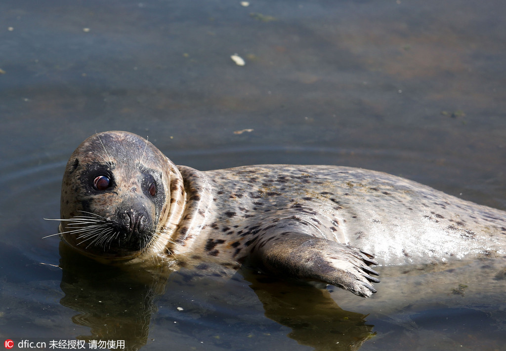 Wounded wild seal spotted at seaside in E. China