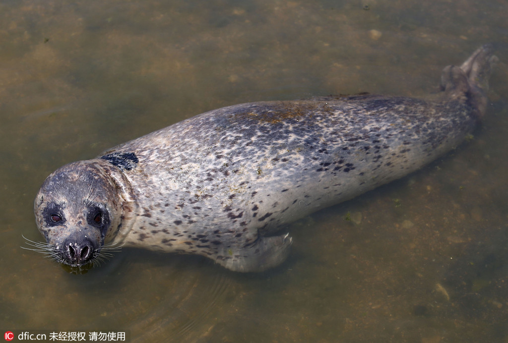 Wounded wild seal spotted at seaside in E. China