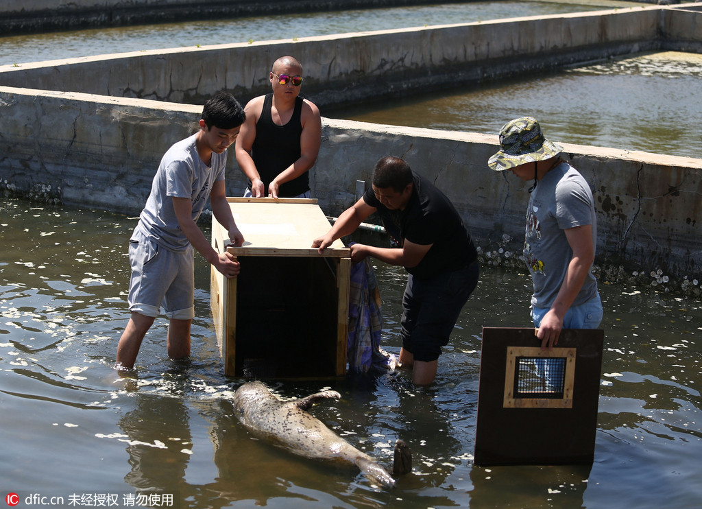 Wounded wild seal spotted at seaside in E. China