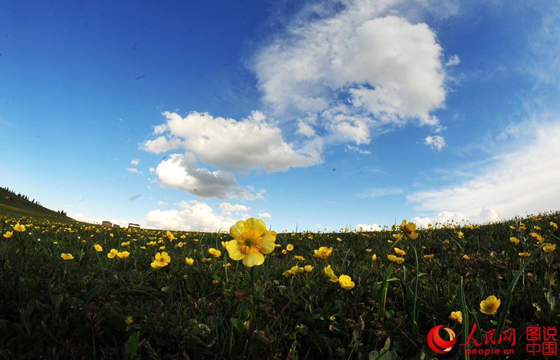 Intoxicating scenery of prairie in Xinjiang