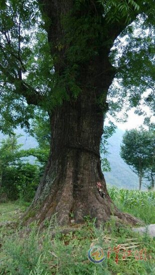 The ancient tree that can predict the weather