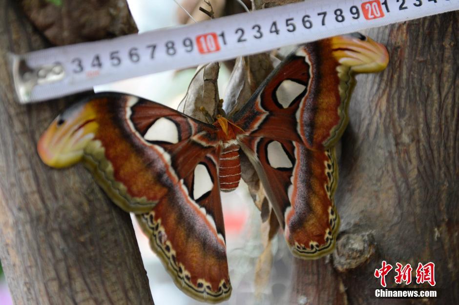 Emperor moth meets visitors in Taiyuan