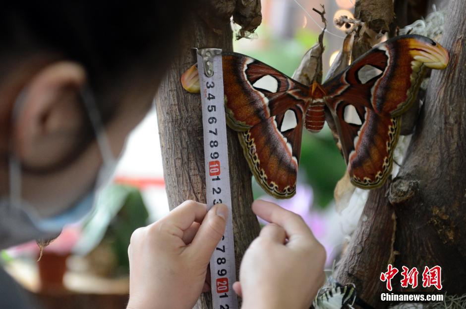 Emperor moth meets visitors in Taiyuan