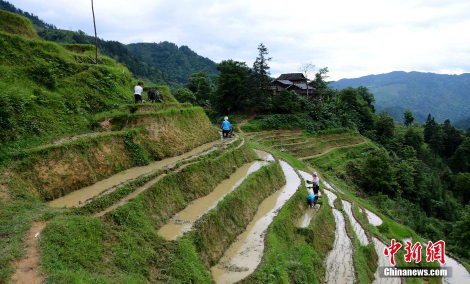 Farming and plowing: busy scene at terraced field