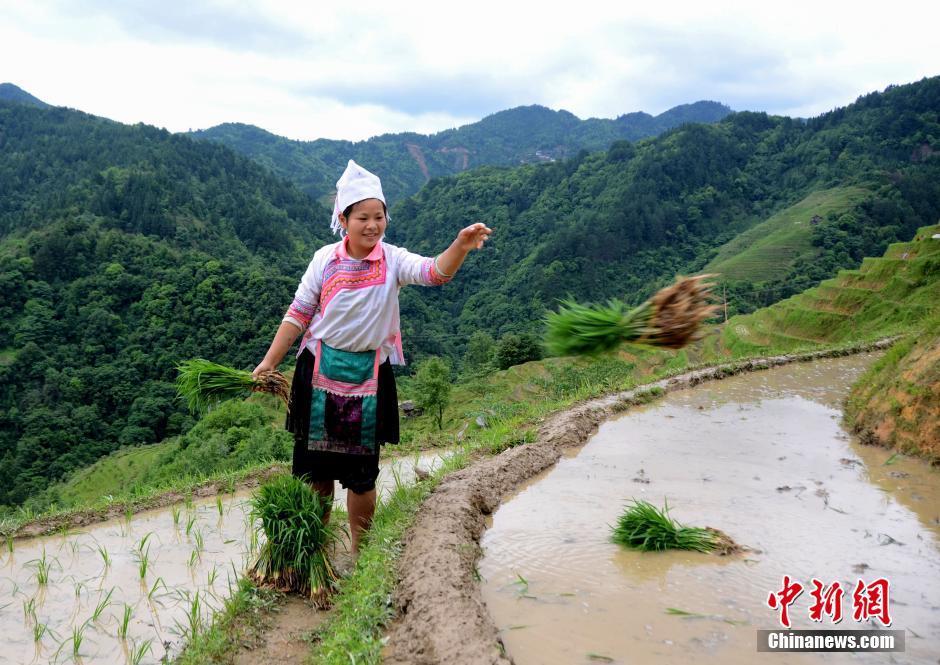 Farming and plowing: busy scene at terraced field