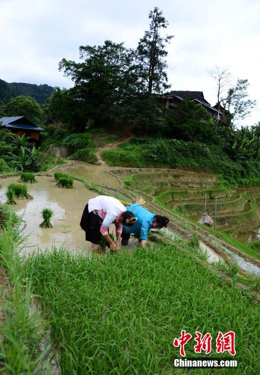 Farming and plowing: busy scene at terraced field