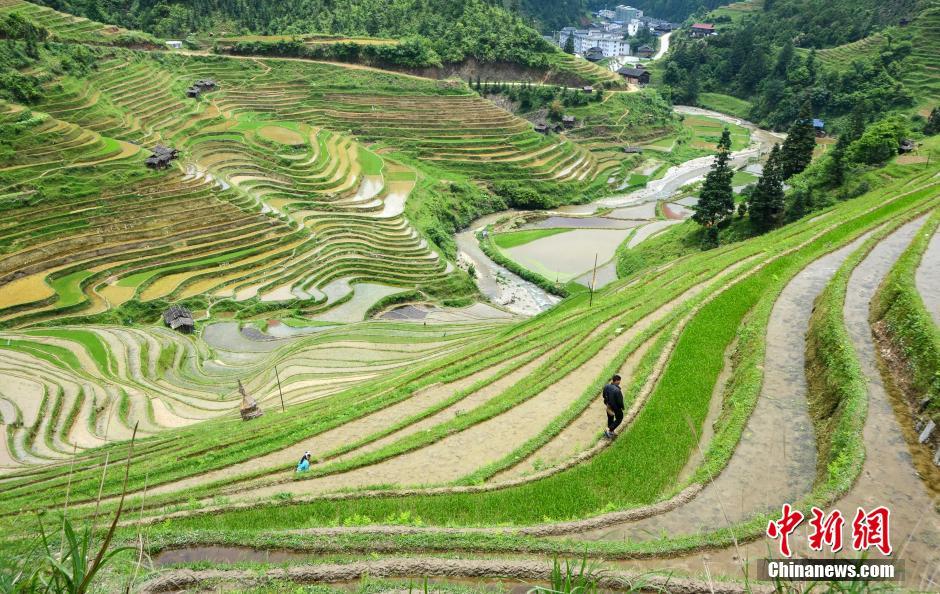 Farming and plowing: busy scene at terraced field