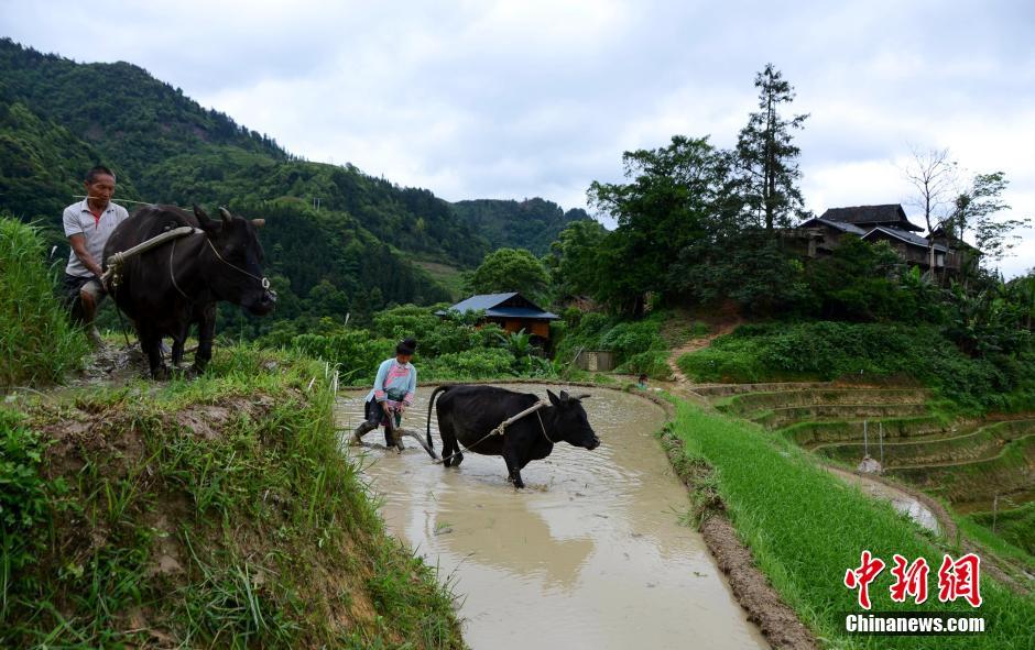 Farming and plowing: busy scene at terraced field