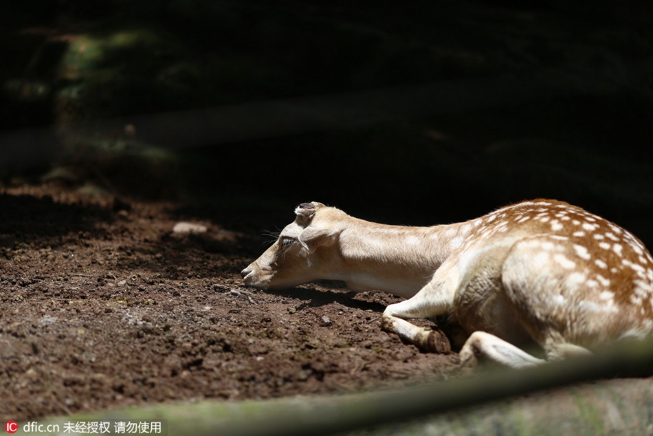 Antlers cut to avoid fighting among sika deers: zoo