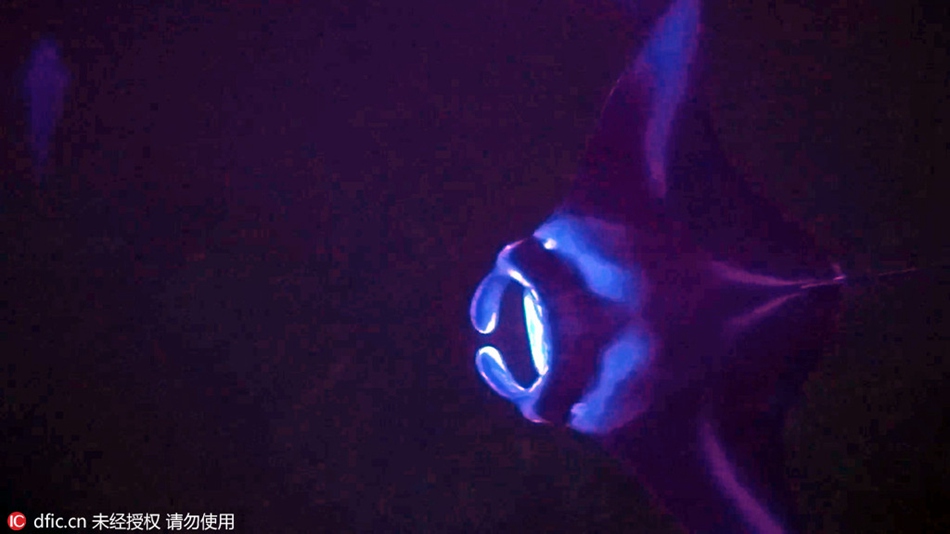 Aliens from outer space? Manta rays in purple light